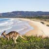 オーストラリア留学中に見られるカンガルーと海岸風景