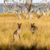オーストラリアの草原にいる2頭のカンガルー