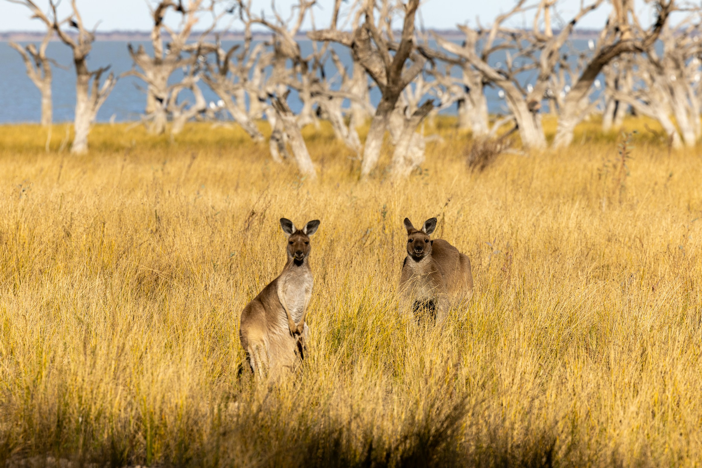 オーストラリアの草原にいる2頭のカンガルー