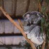 ユーカリの木で休むオーストラリアのコアラ