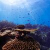 グレートバリアリーフのサンゴ礁と熱帯魚